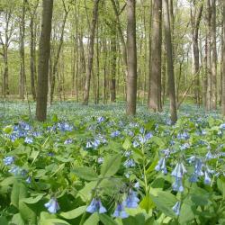 Virginia bluebells in the East Woods