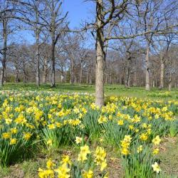 Daffodil Glade in spring