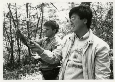 China Expedition, Kris Bachtell and Fang Huailong collecting Acer tegmentosum fruit in Fenglin National Nature Preserve, Heilongjiang Province