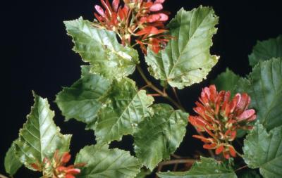 Acer tataricum (Tatarian maple), leaves and fruit