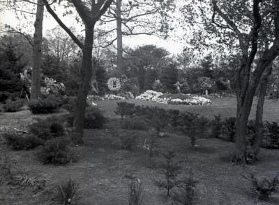 Joy Morton burial plot viewed from evergreen plantings