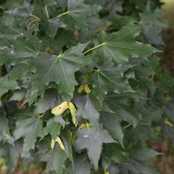 Acer platanoides x truncatum 'JFS-KW202' (CRIMSON SUNSET® Norway-Shantung Hybrid Maple), leaf, summer
