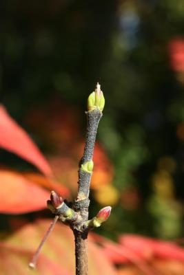Acer cissifolium (Ivy-leaved Maple), bud, terminal