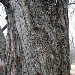 Acer freemanii (Freeman's Maple), bark, mature