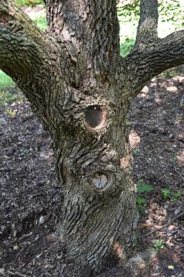 Acer campestre (Hedge Maple), bark, trunk