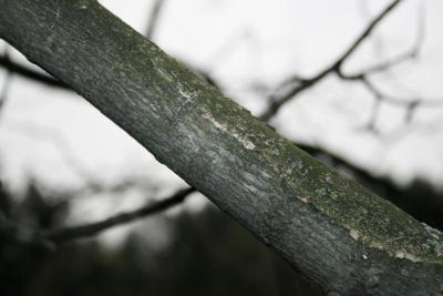 Acer xfreemanii (Freeman's Maple), bark, branch
