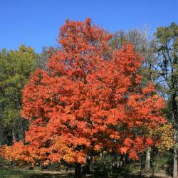 Acer cissifolium (Ivy-leaved Maple), habit, fall