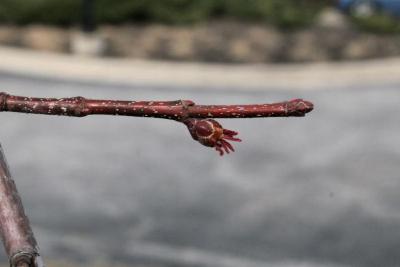Acer xfreemanii 'DTR 102' (AUTUMN FANTASY® Freeman's Maple), flower, pistillate