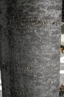 Acer xfreemanii 'Marmo' (Marmo Freeman's Maple), bark, trunk