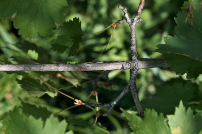 Acer glabrum (Rocky Mountain Maple), bark, twig