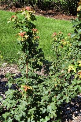 Acer campestre (Hedge Maple), habit, young