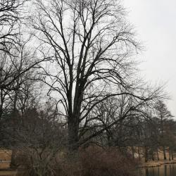 Acer freemanii (Freeman's Maple), habit, winter