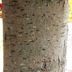 Acer xfreemanii 'DTR 102' (AUTUMN FANTASY® Freeman's Maple), bark, branch