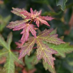 Acer campestre 'BAllee' (JADE PATINA™ FIRST EDITION® series Hedge Maple), leaf, new