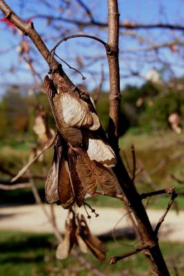 Acer ginnala (Amur Maple), infructescence