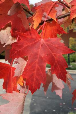 Acer xfreemanii 'DTR 102' (AUTUMN FANTASY® Freeman's Maple), leaf, fall