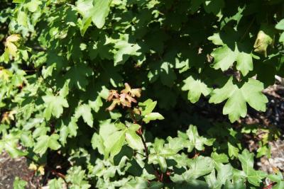 Acer campestre (Hedge Maple), leaf, new