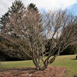 Acer cissifolium (Ivy-leaved Maple), habit, spring