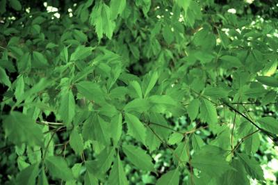 Acer cissifolium (Ivy-leaved Maple), leaf, spring