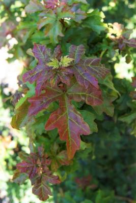 Acer campestre (Hedge Maple), leaf, fall