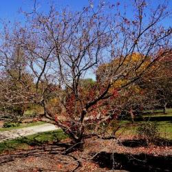 Acer ginnala (Amur Maple), habit, fall