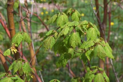 Acer barbinerve (Hairy-veined Maple), leaf, spring