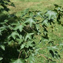 Acer campestre (Hedge Maple), leaf, summer