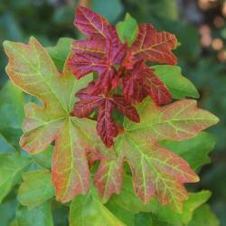 Acer campestre (Hedge Maple), leaf, fall