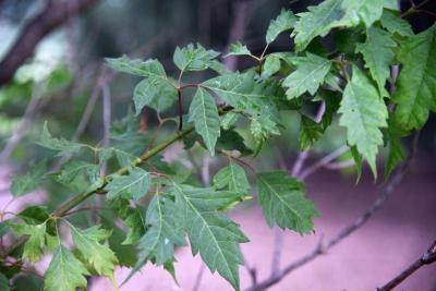 Acer cissifolium (Ivy-leaved Maple), leaf, summer