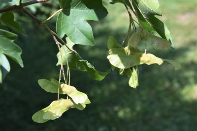 Acer campestre (Hedge Maple), fruit, immature