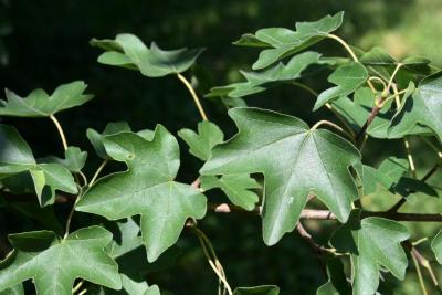 Acer campestre (Hedge Maple), leaf, summer