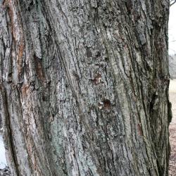 Acer freemanii (Freeman's Maple), bark, mature