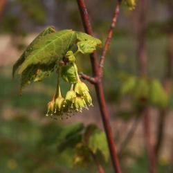 Acer barbinerve (Hairy-veined Maple), inflorescence