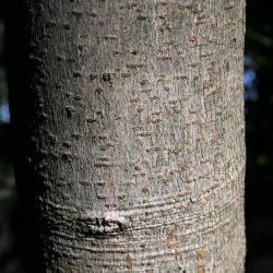 Acer cissifolium (Ivy-leaved Maple), bark, branch