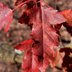 Acer ginnala (Amur Maple), leaf, fall