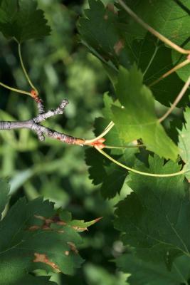 Acer glabrum (Rocky Mountain Maple), bark, twig