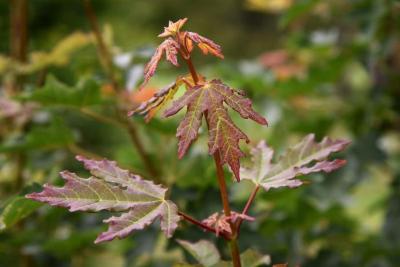 Acer campestre 'BAllee' (JADE PATINA™ FIRST EDITION® series Hedge Maple), leaf, new