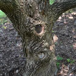 Acer campestre (Hedge Maple), bark, trunk