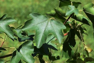 Acer campestre (Hedge Maple), leaf, upper surface