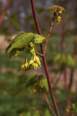 Acer barbinerve (Hairy-veined Maple), inflorescence