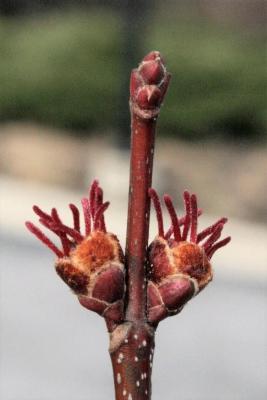 Acer xfreemanii 'DTR 102' (AUTUMN FANTASY® Freeman's Maple), flower, pistillate