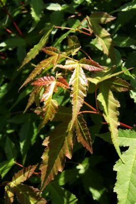 Acer ginnala 'Compactum' (Dwarf Amur Maple), leaf, spring