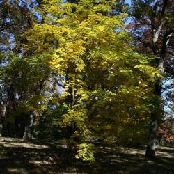 Acer cappadocicum 'Aureum' (Golden Coliseum Maple), habit, fall