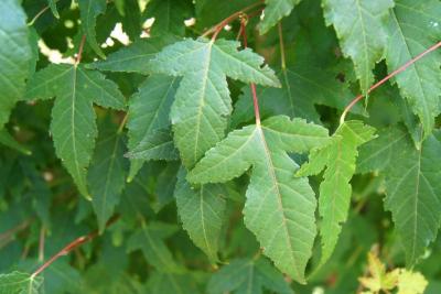 Acer ginnala 'Compactum' (Dwarf Amur Maple), leaf, summer