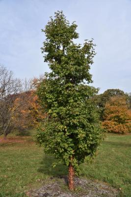 Acer griseum (Paper-barked Maple), habit, fall