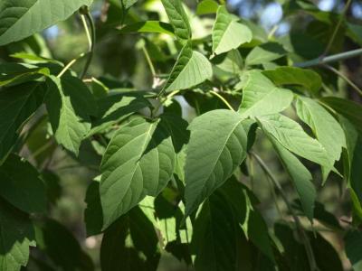 Acer negundo violaceum (Boxelder), leaf, summer