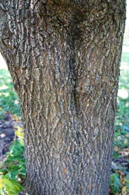 Acer negundo var. texanum (Texas Boxelder), bark, mature