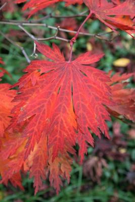 Acer japonicum 'Aconitifolium' (Fern-leaved Fullmoon Maple), leaf, fall