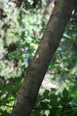 Acer henryi (Chinese Boxelder), bark, branch