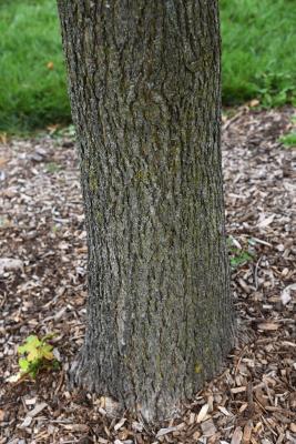 Acer campestre x miyabei (Hedge-Miyabei Hybrid Maple), bark, trunk